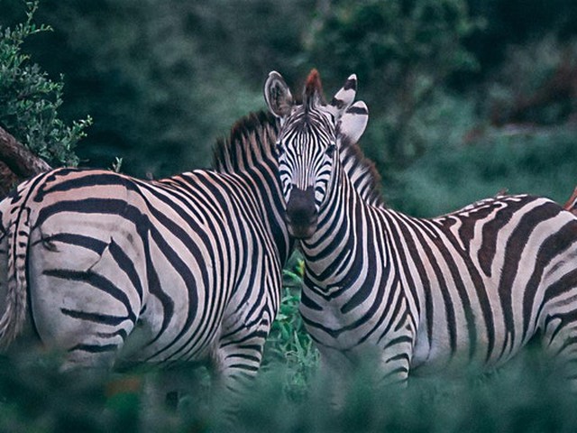 äöü;,'我😊#$%&/()=/&%!ÄÖ@?''+*!°^^-_<>"()=ZEBRAS UNITE