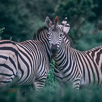 zebras